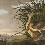 Long-billed Curlew, Numenius longirostris
