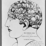 The Symbolical Head, Illustrating All the Phrenology